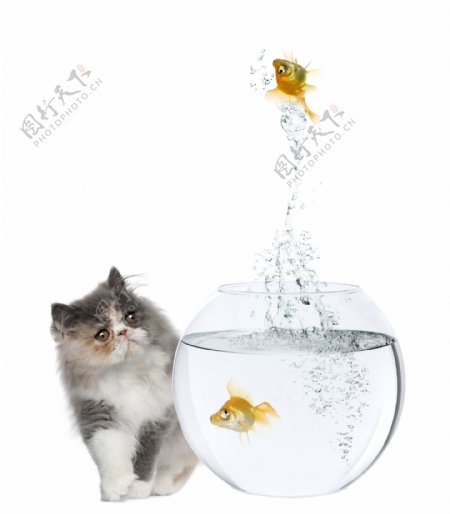 猫和鱼图片