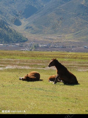 纳帕海草原上休息的马儿图片