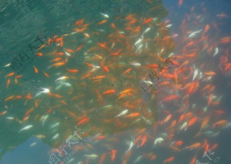 湖中戏水鱼群图片