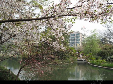 中国樱花图片