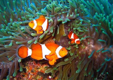 海底世界美丽小丑鱼图片