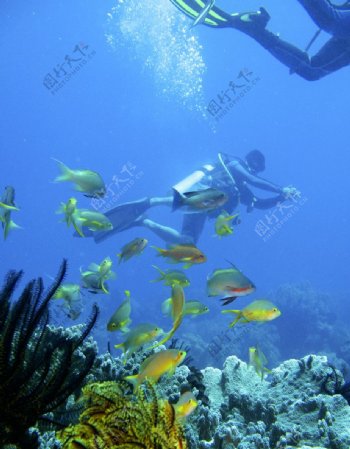 海里热带鱼图片