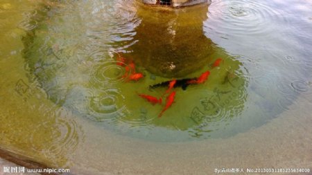 潭中红鱼图片
