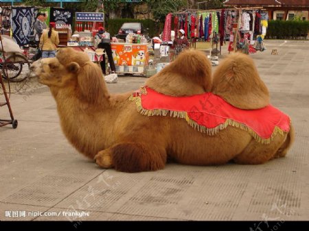 漂亮的骆驼图片