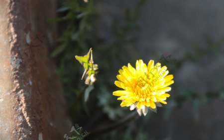 角落里的野菊花图片