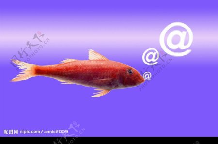 口中吐符号的红鱼图片