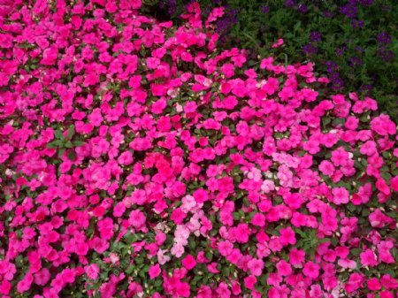 粉色鲜花丛图片