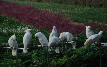 茶溪谷鹦鹉图片