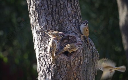 麻雀吃树虫图片