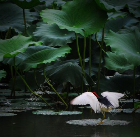 雨塘鹭鸶图片