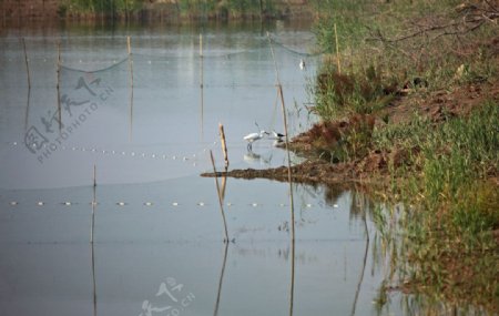 池塘白鹭图片