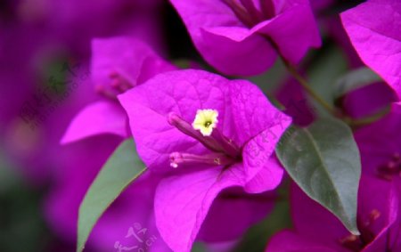 紫色三角梅图片