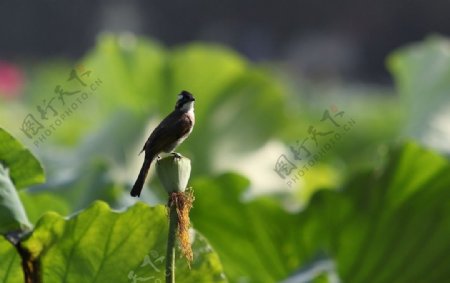 荷塘小鸟图片
