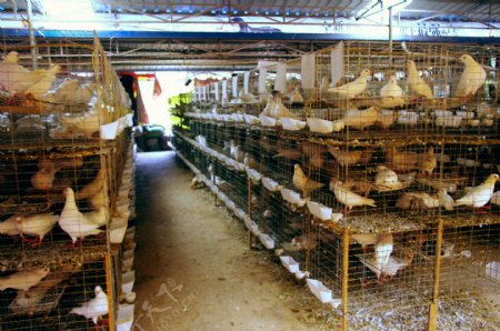 肉鸽养殖场图片