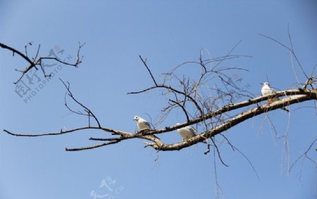 树枝上的海鸥图片