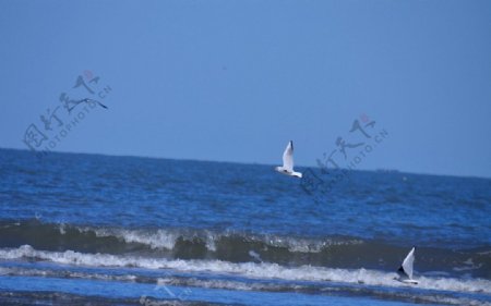海鸥图片