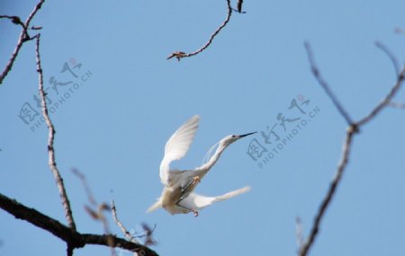 白鹭飞起图片