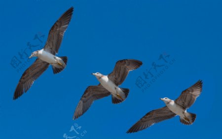 花纹海鸥图片