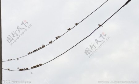 排队的燕子图片