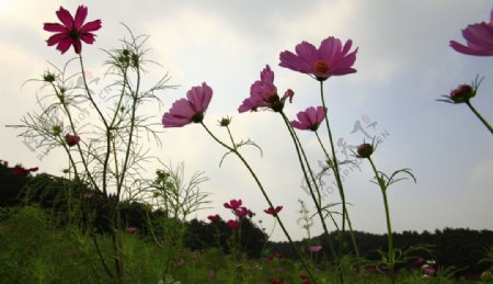 花朵风景图片