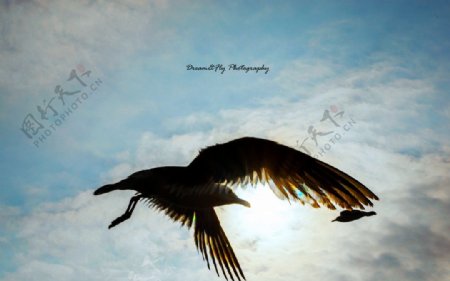空中飞舞的海鸥图片