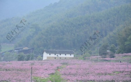 桃花林图片