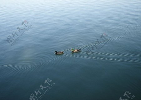 昆明湖野鸭图片