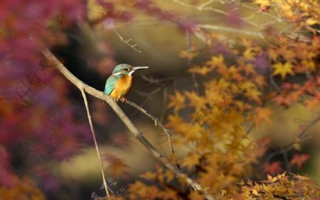 秋风景图片