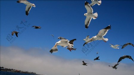 海鸥群飞图片