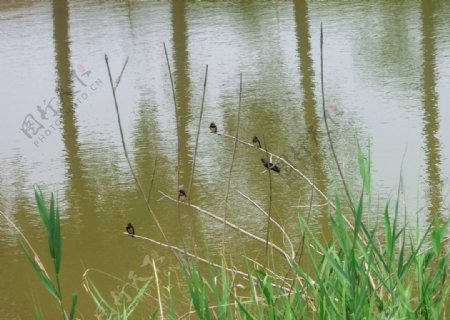 燕子栖于水上枝条图片