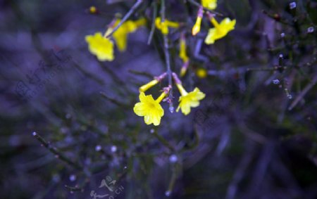 微小黄花图片