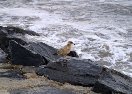 海岸边的鸟图片