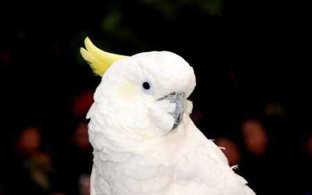 白色鹦鹉图片