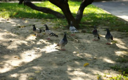 鸽子公园里的鸽子图片