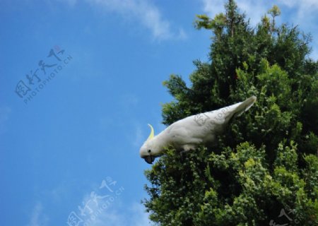 澳洲白鹦鹉非高清图片