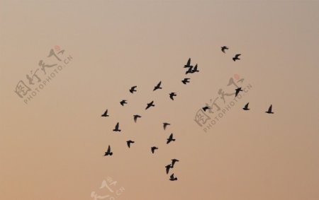飞翔的群鸽图片