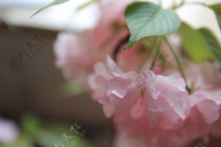 春天和海棠图片