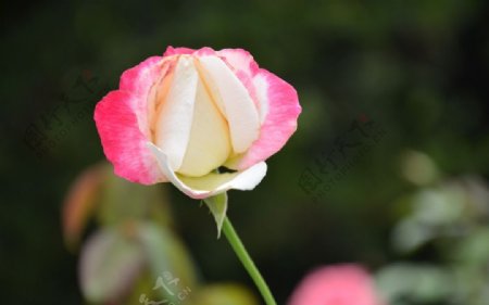 粉红玫瑰花摄影图图片