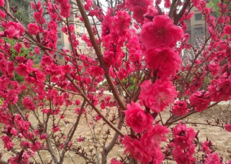 绿化红花树图片