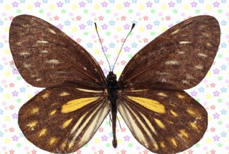 褐色白黄斑点蝴蝶图片
