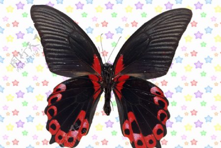 黑色红眼尾翅蝶图片
