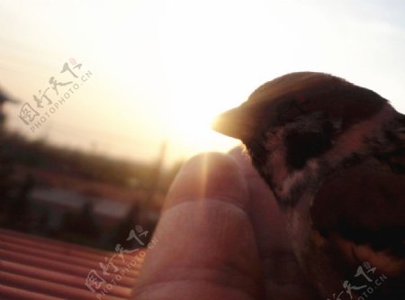 雀喙啄日图片