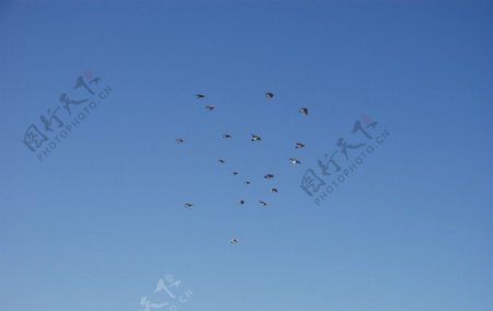 飞翔的鸽群图片