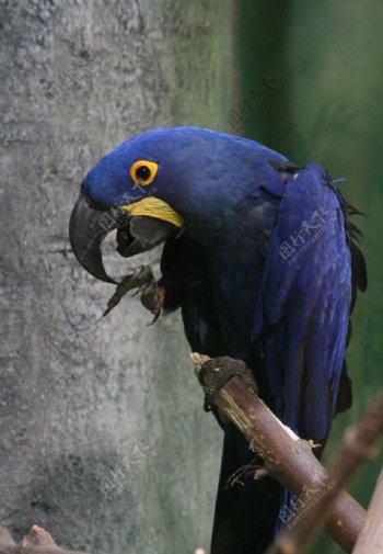 紫蓝金刚鹦鹉图片