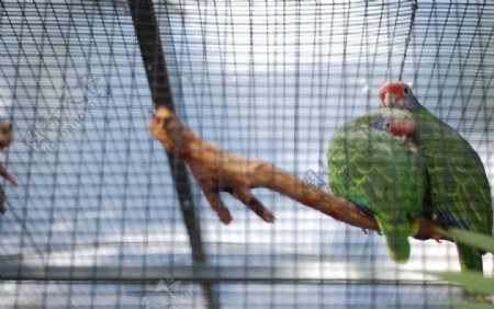 红尾亚马逊鹦鹉图片