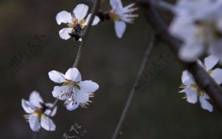 杏花图片