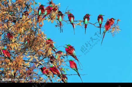 树上的一群鸟图片