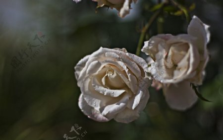 白色玫瑰摄影图图片