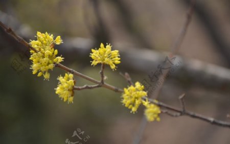 山茱萸图片