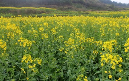 农家油菜花图片